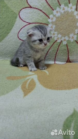 Шотландские вислоухие котята