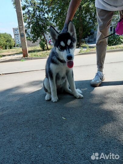 Собаки хаски