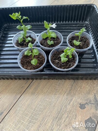 Лобелия вегетативная