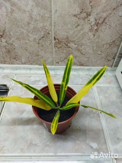 Комнатные растения