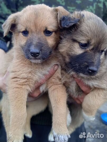 Отдам в добрые руки