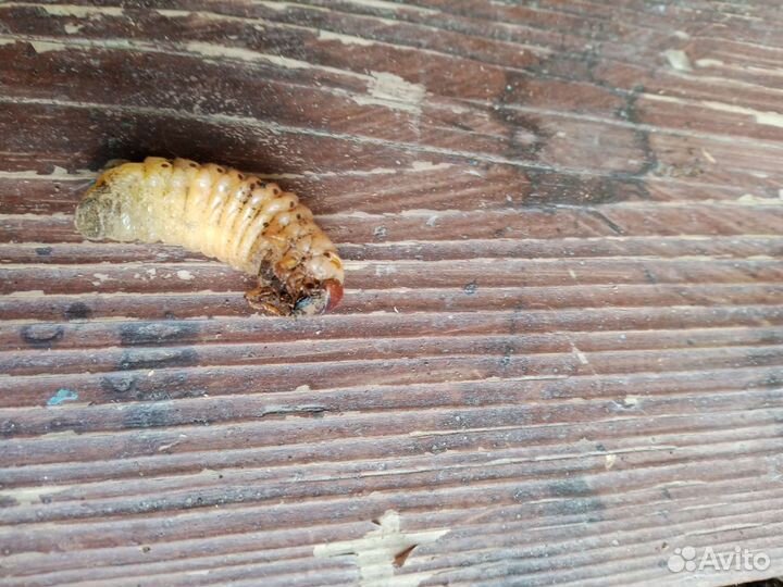 Личинки жука носорога