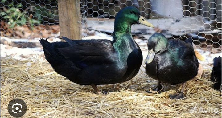 Молоко коровье домашнее