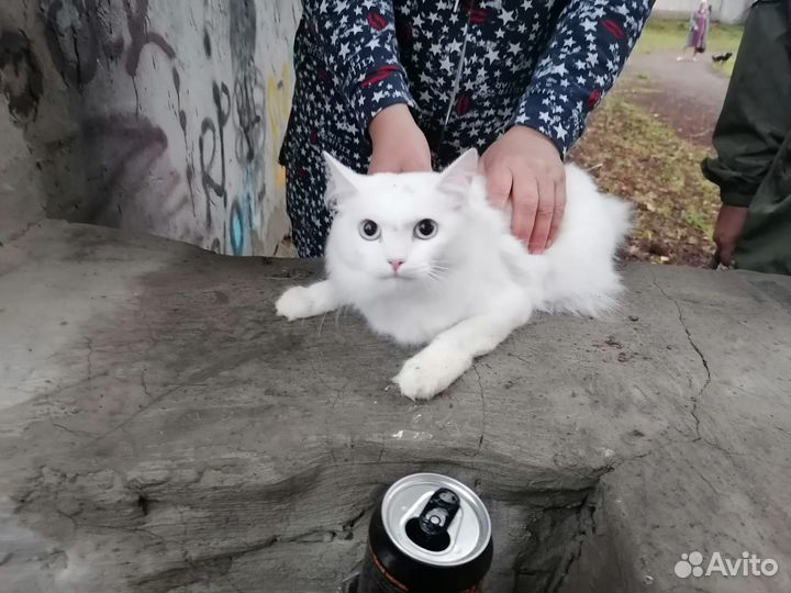 Кот Пуша, кастрирован