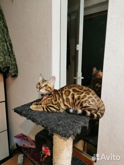 Бенгальские котята