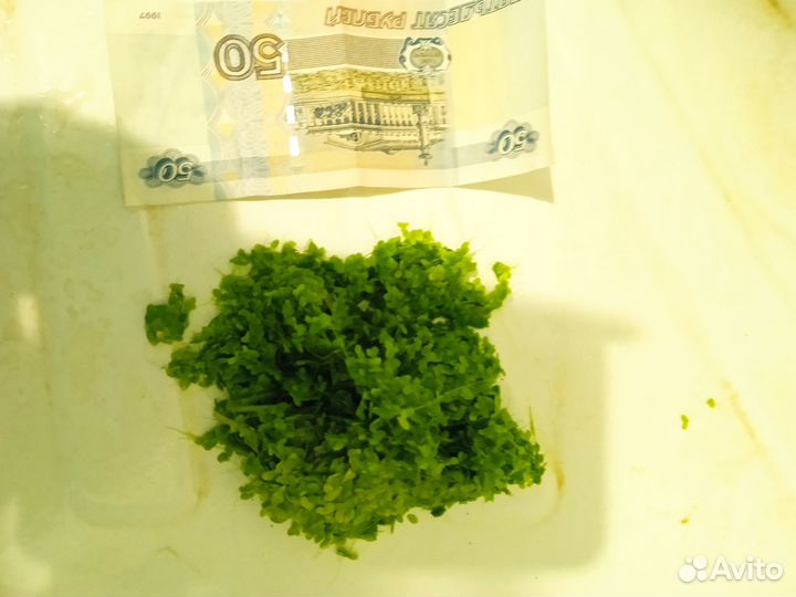 Аквариумные растения