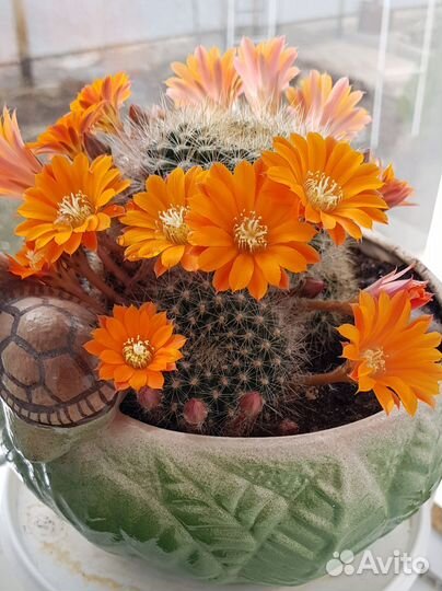 Кактус цветущий карликовый