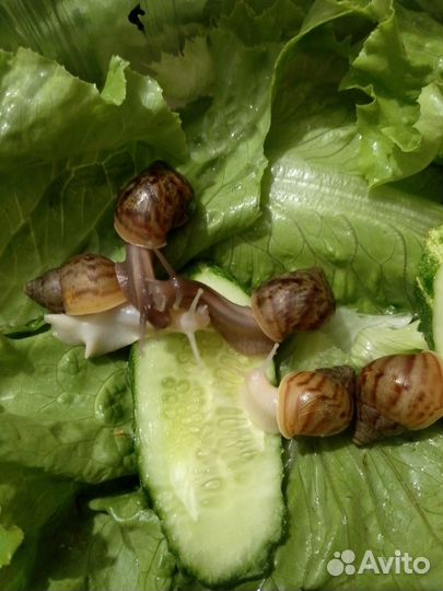 Улитята Ахатина