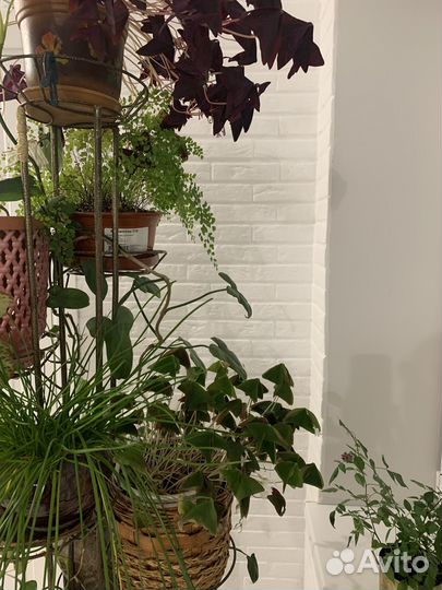 Комнатные цветы