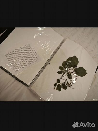 Гербарий для вузов