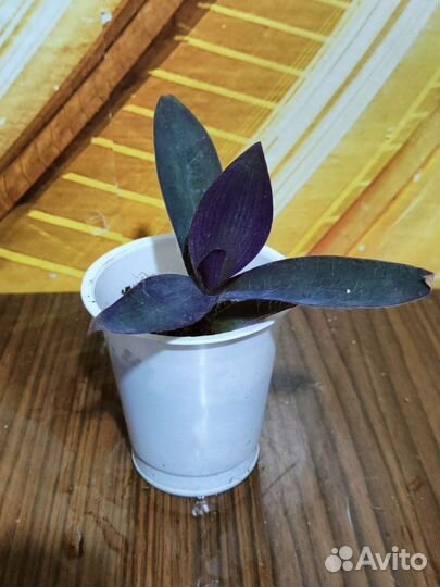 Комнатные растения