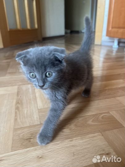 Британская кошка