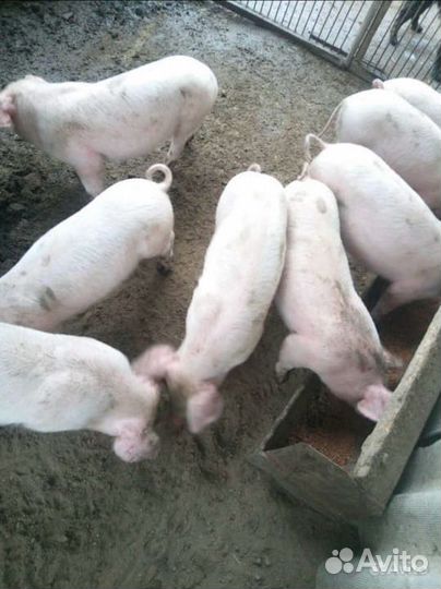 Поросята ландрас