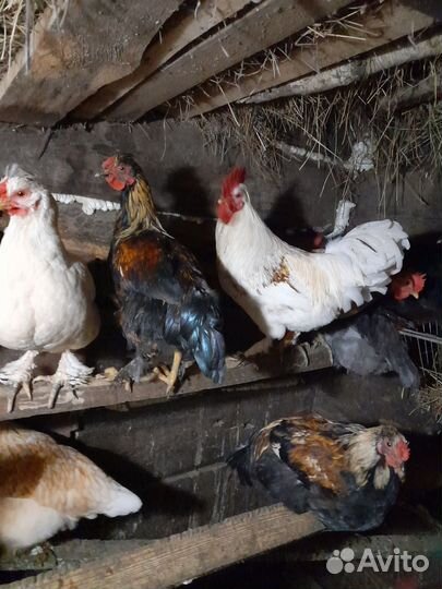 Молодые петушки