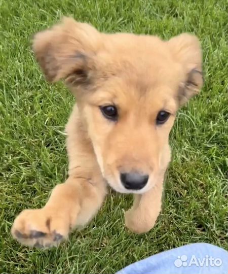 Щенки в добрые руки