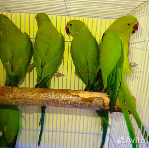 попугаи ожереловые - Купить недорого птиц 🐦 во всех регионах: попугаи,  куры, голуби | Домашние животные | Авито