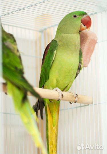 Александрийский попугай ручные птенцы