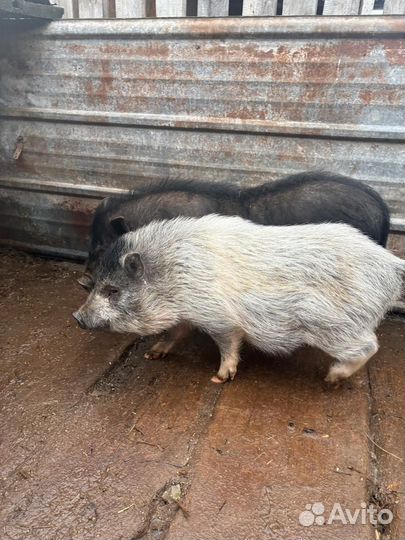 Вьетнамский хряк молодой на племя