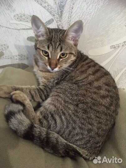 Кошечка подросток метис британца,12 месяцев
