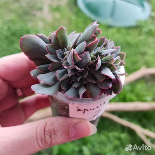 Эхеверия Трампет Пинки (Echeveria Trumpet Pinky)