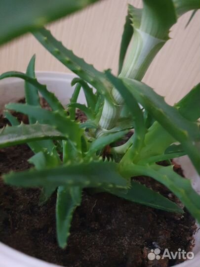 Алоэ столетник