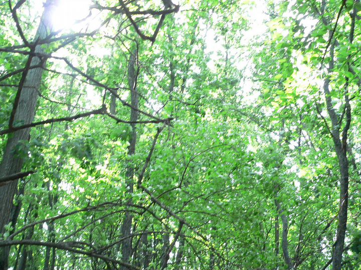 Участок 1,6 га (СНТ, ДНП)