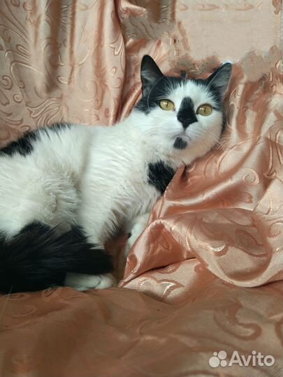 Интеллигентная девушка в добрые руки