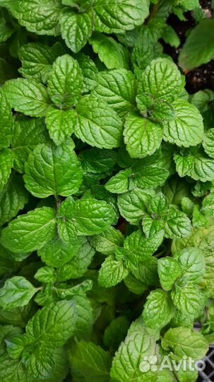 Мята гибридная сортовая 32 сорта