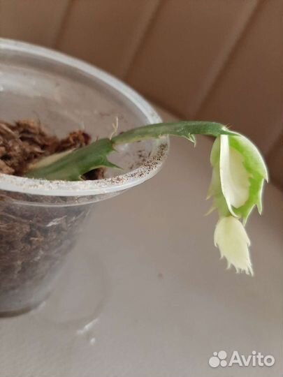 Декабрист шлюмбергера Madam Butterfly Variegated