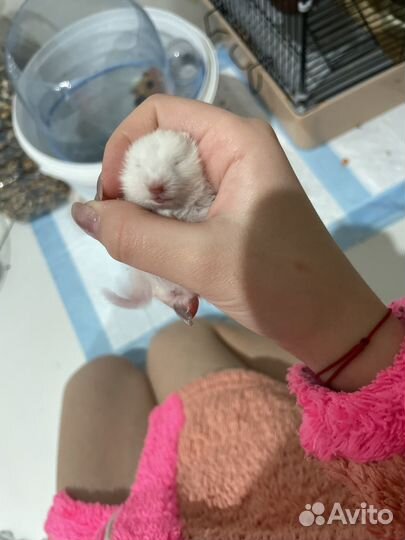 Сирийский хомяк малыш