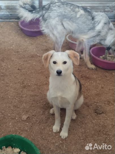 Щенок 10 мес