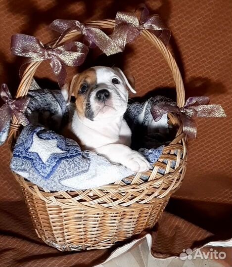 Американский булли мощный стандарт