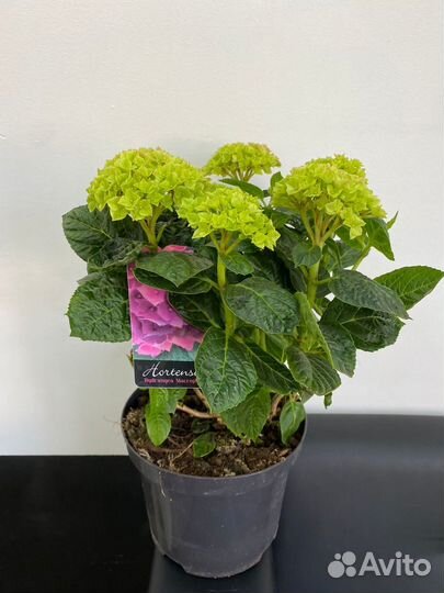 Комнатные растения цветущие