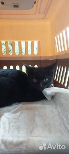 Черный котенок