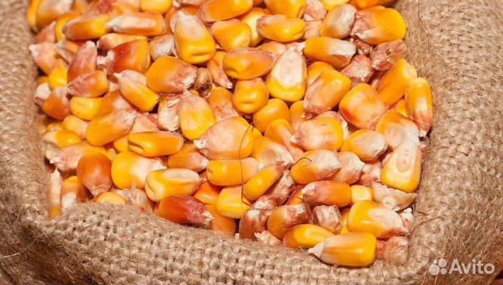 Кормовая пшеница, Фуражный овёс на корм/посев