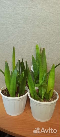 Бегония, щучий хвост, женское счастье, ананас