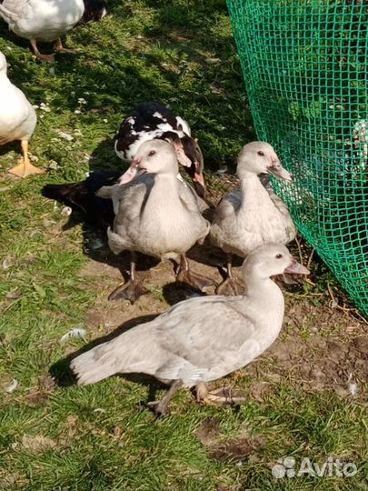 Индоутки тяжелые