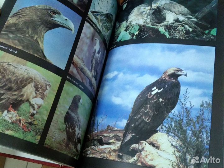 Красная книга