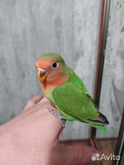 Попугай неразлучники