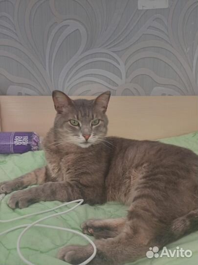 Котик в добрые руки