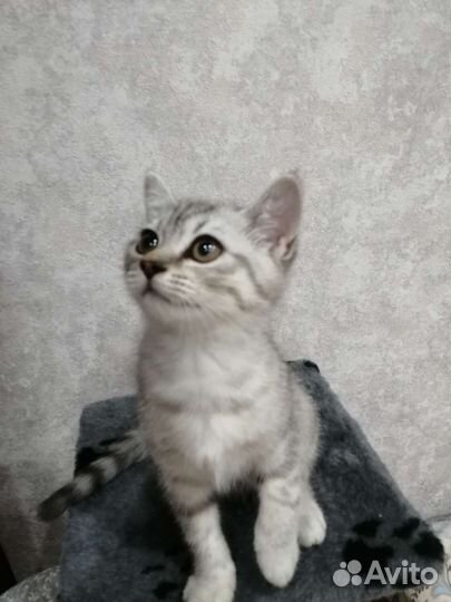 Шотландская