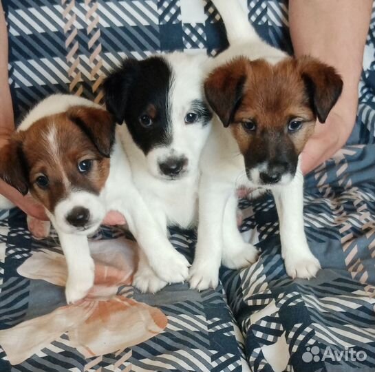 Фокстерьер