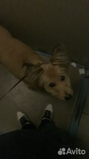 Отдам бесплатно