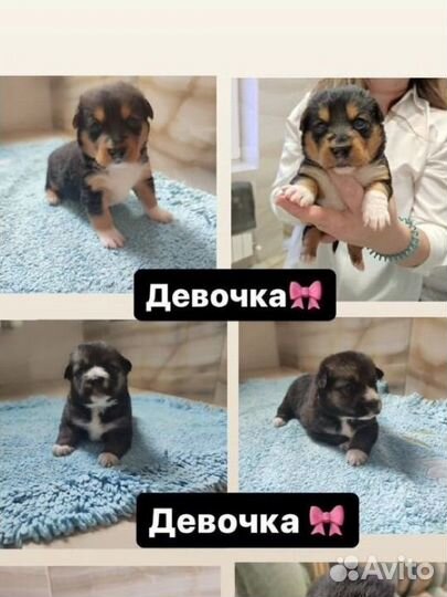Собака в добрые руки щенок