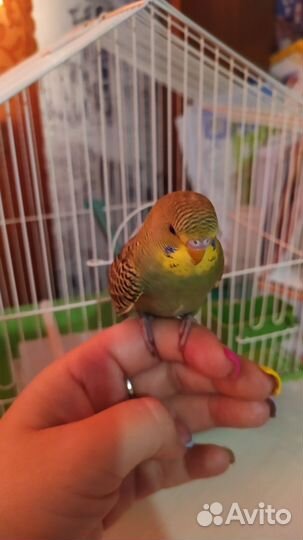 Волнистый попугай с клеткой