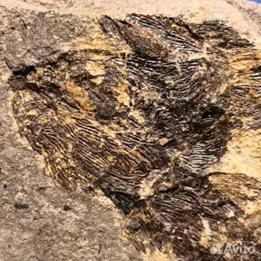 Отпечаток рыбы, 300-350 млн лет