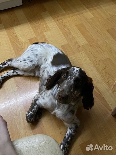 Русский охотничий спаниель