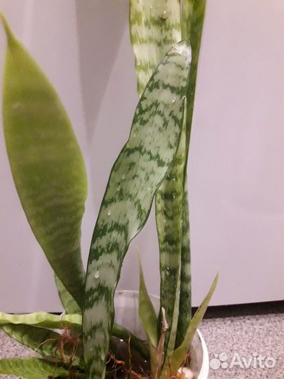 Комнатные растения цветы