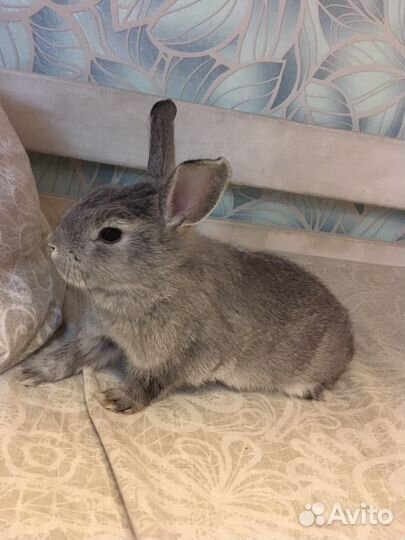 Малыш цветной карлик