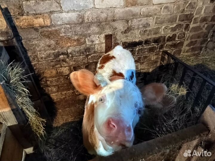 Продам бычка